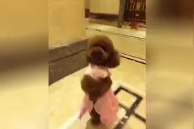 带狗狗出来玩老高兴了图片