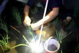 泰国男子去稻田边用小鱼竿钓青蛙，晚上去收竿，抓了不少！图片