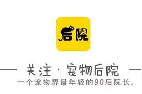 泰迪犬随着成长毛发发生改变，到底是无良小贩的伎俩还是什么原因图片