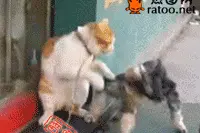 猫狗大战之一言不合就开撕！图片