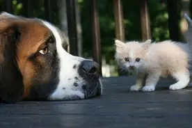 ​  都说狗恋人，猫恋家，这是真的吗？图片