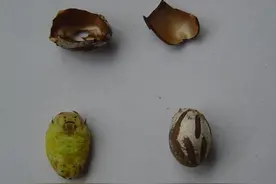 树枝上的美味虫子     洋辣子(洋辣罐)图片