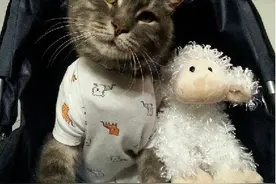 太残忍了！女子嫌猫太吵居然拧断它的脖子图片