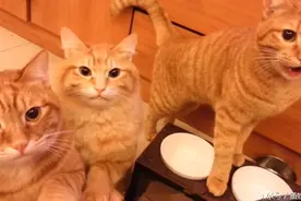 饿货传说：永不停嘴的橘猫们图片