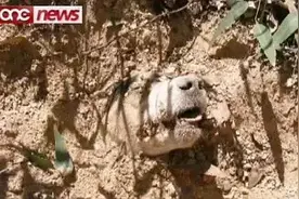 流浪狗惨遭子弹恶意射穿口腔，人性呢！图片