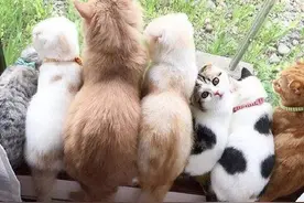 喵星人过生日竟然这样吹蜡烛，真是急死猫了图片