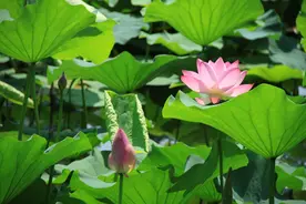 观赏荷花栽培技术图片