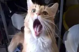 搞笑动物!经典疯狂猫短片集锦视频封面