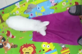 巧洗兔子前爪。视频封面