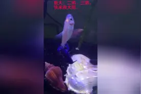 虾捉鱼惨烈现场 被吃的仅剩骨头图片