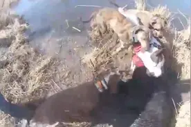 美国德州野猪成灾，农场主带着猎犬围捕野猪，最后的收获太给力了图片