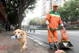 金毛每天跟着环卫主人上大街，不为玩耍，就为帮主人分担工作图片