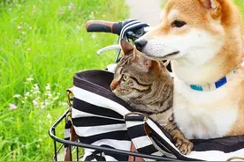 感情要不要这么好，柴犬与猫咪太亲密啦图片