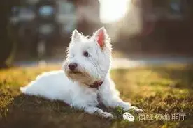 狗狗的护理小常识您知道的有多少，又漏掉了哪些内容图片