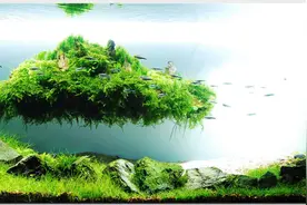 水族箱的风水知识图片