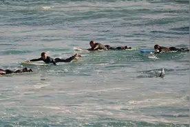 澳洲4冲浪手海上遇4米长鲨鱼伴游，所幸有惊无险图片