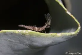 抓小精灵的小精灵图片