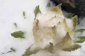 天山雪莲的真面目图片