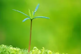 金窝银窝也不如自己的草窝图片