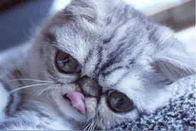 猫猫患怪病，大眼萌样爆红网络图片