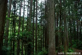 经济作物人工杉树图片