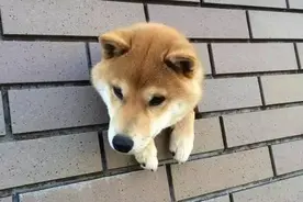一次三只《墙壁洞里的柴犬》钻洞绝对是狗狗间的新流行WW图片