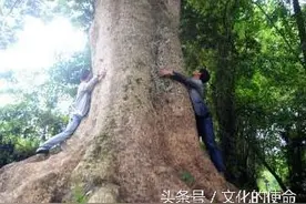 600年的金丝楠成护村之神灵，木料商出高价村民坚决不卖!图片