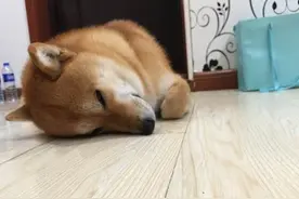 我家柴犬的各种不雅姿势图片