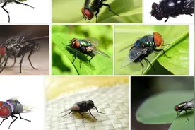 你容易招惹苍蝇吗？图片