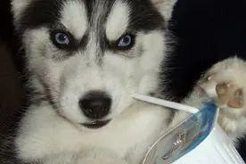 二货的世界你不懂，二哈的世界你更不懂！图片