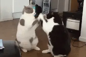 一只小白猫钻进瓶子里后，一旁的小黑猫一脸懵逼的看着.....图片