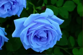 花农真的有种植“蓝色妖姬”这个品种吗，看了这个传说就知道了图片
