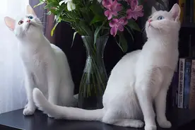 治愈系的双色瞳孔猫猫！带你认识世上最美的猫姐妹！图片