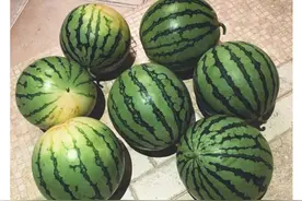 邓超送孙俪七个西瓜谐音七夕，孙俪：这是最重的礼物，太用心啦图片