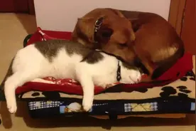 猫咪强行睡狗狗的床，狗狗开始想凑合挤挤，看着实在挤不了走开了图片