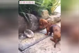 被刺猬霸占了食物，狗狗一脸委屈不敢上前。算了，偶还是吃草好了图片
