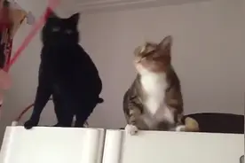 主人拿逗猫棒逗弄猫咪，猫咪的反应好激萌啊，把主人逗乐了