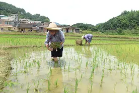苍梧县“7·31”地震受灾群众逐渐回归正常生活图片