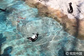 夏日游泳 清爽安——萌萌企鹅水里嬉戏图片