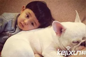 世界十大最可爱狗狗 萌萌哒比熊犬仅排第八图片