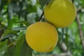 扒一扒那个让小编崩溃的黄桃图片
