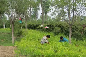 你在公园看风景，为公园制造风景的人却没空理你图片