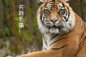 动物园的老虎会在什么情况下咬人图片