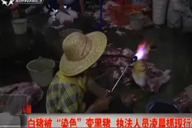 如何辨别真正的黑毛猪肉？图片
