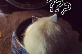 仓鼠吱吱哒~布朗和可妮的小日常（三）仓鼠也有中国梦：吃多拉多图片
