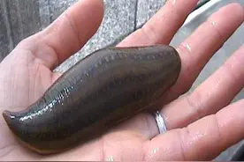 这种农村里常见的动物，吸血时会往里钻吗？图片