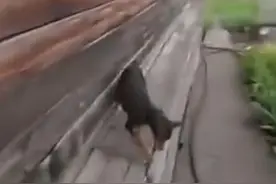 猫咪跑出去花天酒地，狗狗将她原地召回！好无奈！图片