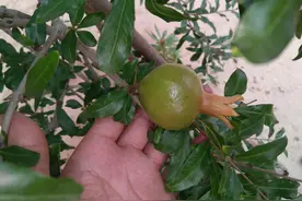 自种的石榴开花多结果少，村民就给它绑个红绳子，有何用意？图片