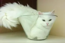 猫！快从我的碗里蹦出来图片