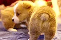 汪星人gif：  柯基幼犬太萌了，血槽已空！图片